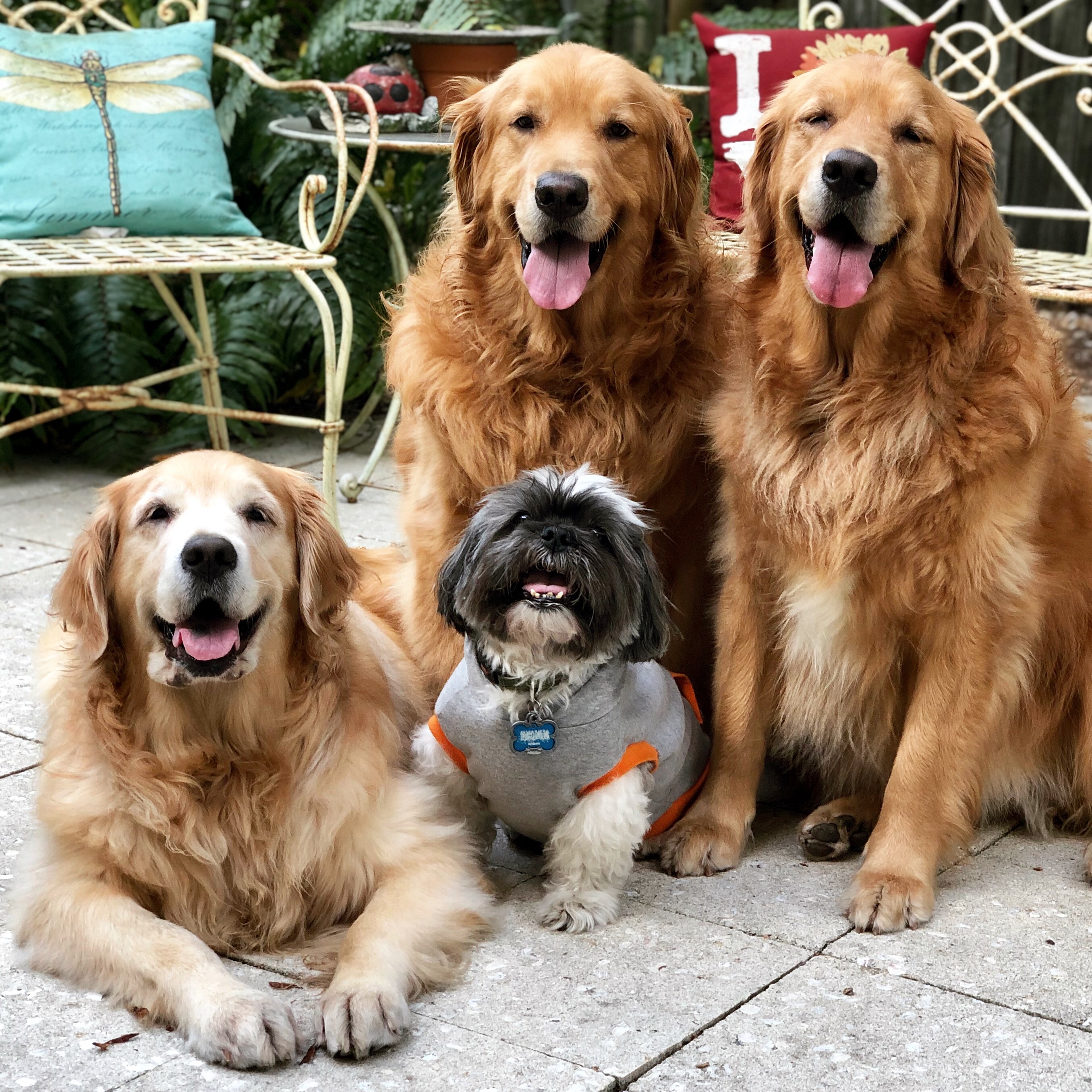 The Bunch - Prada, Charlie, Lalique, and Uncle Spiky