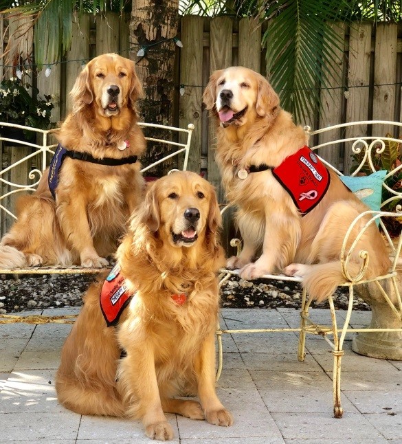 Therapy Dogs
