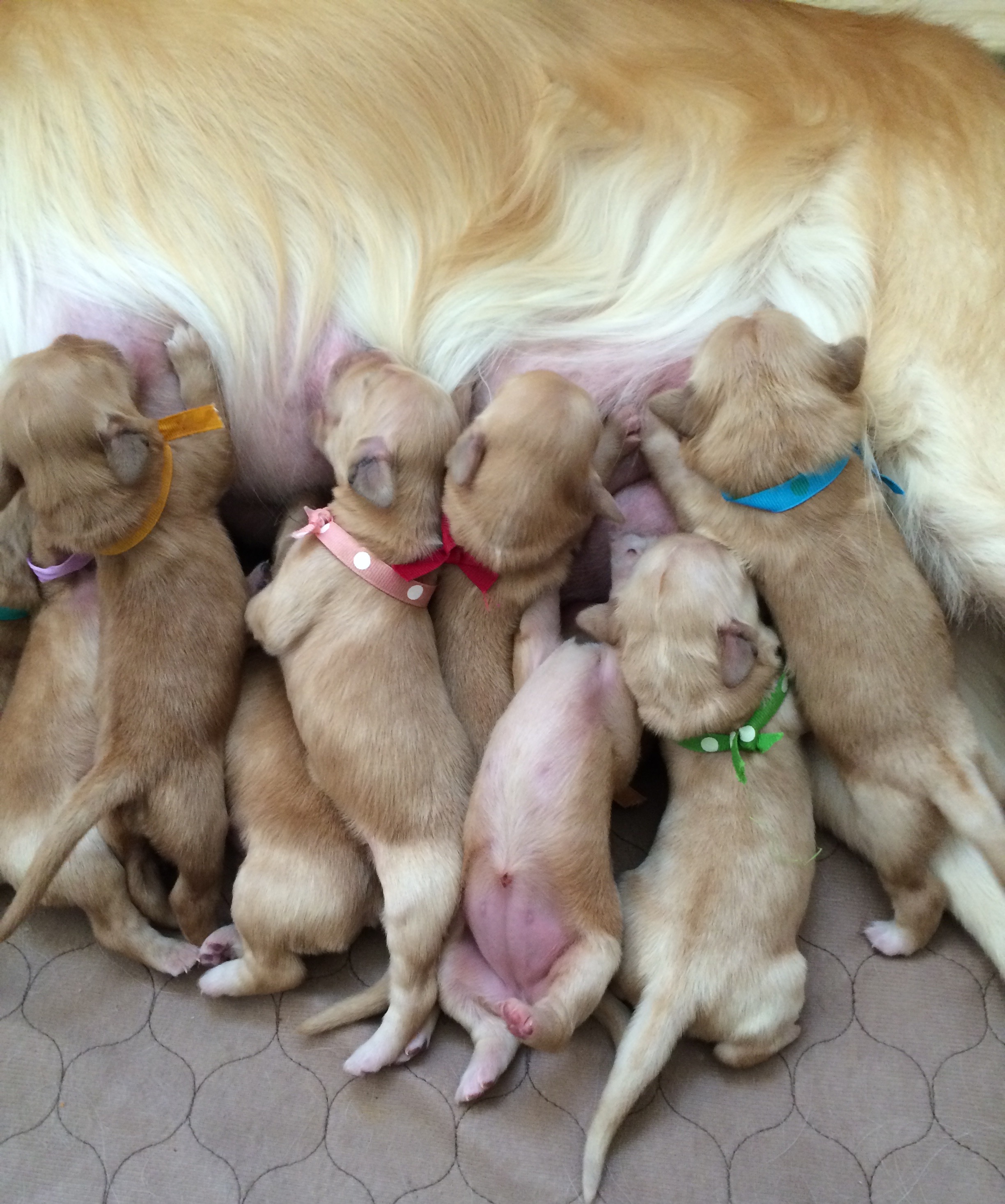 Puppies drinking milk from Mami Prada